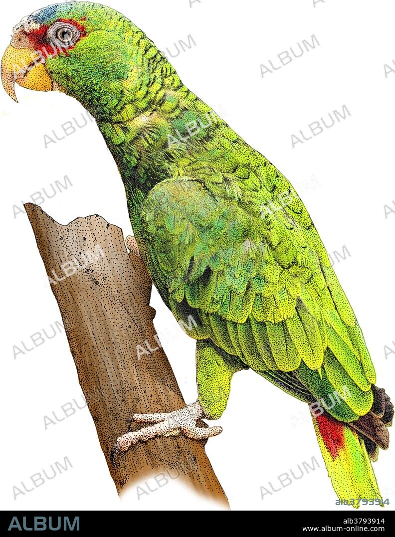 Illustration of the White-fronted Amazon (Amazona albifrons), a small Central American parrot.