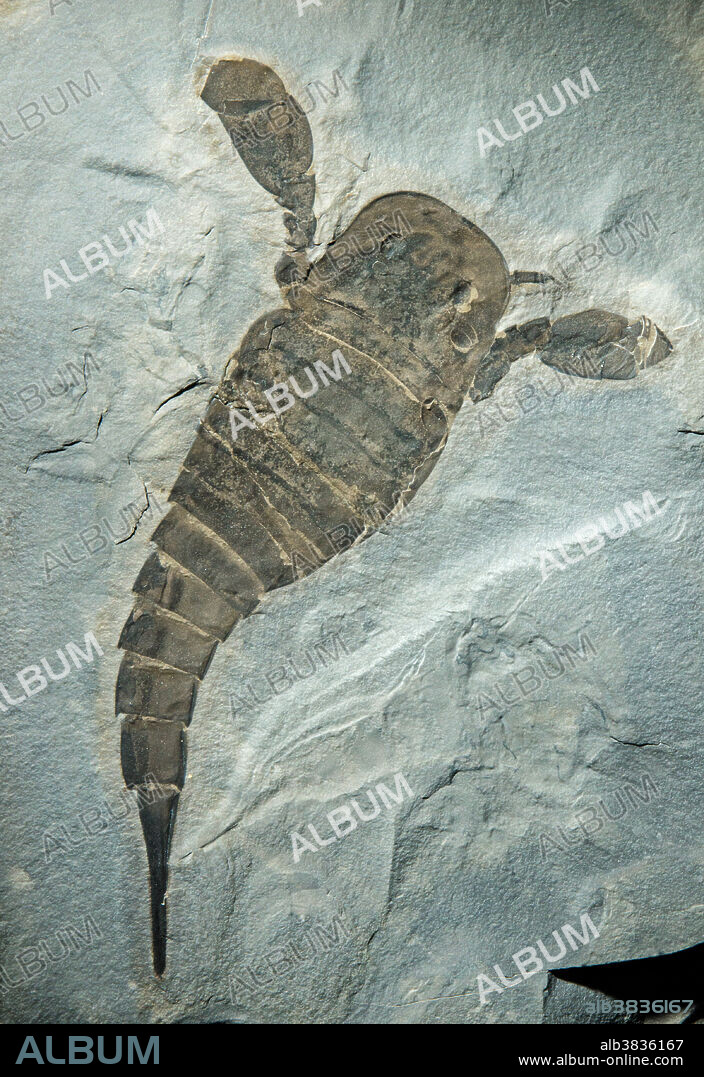 Sea Scorpion (Eurypterus Remipes) fossil, the state fossil of New York. Displayed in the Bob Campbell Geology Museum.