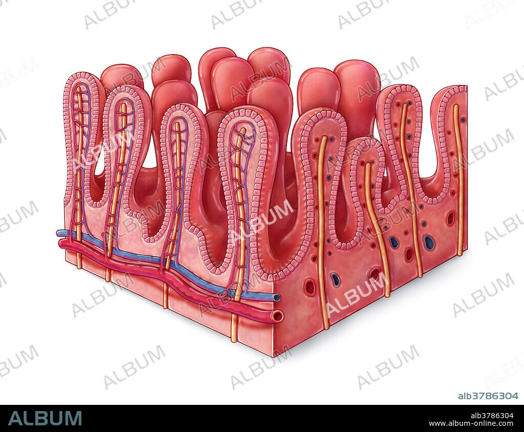 An illustrated section of villi of the small intestine. A villus is a small, finger-like projection extending into the lumen of the small intestine, increasing the surface area of intestinal walls to increase nutrient absorption into the bloodstream. Capillaries and lacteals (lymph vessels) extend into each villus to collect broken down sugars, amino acids, and fats that diffuse through the epithelium.