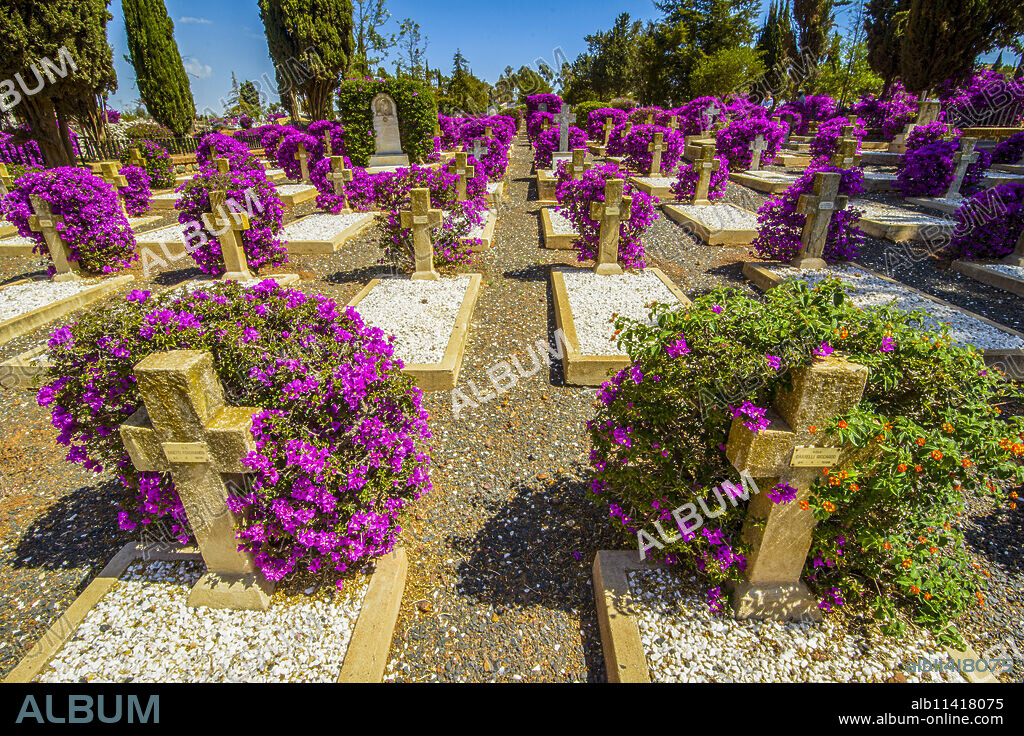 Blooming flowers at the Italian cemetery in Asmara capital of Eritrea.
