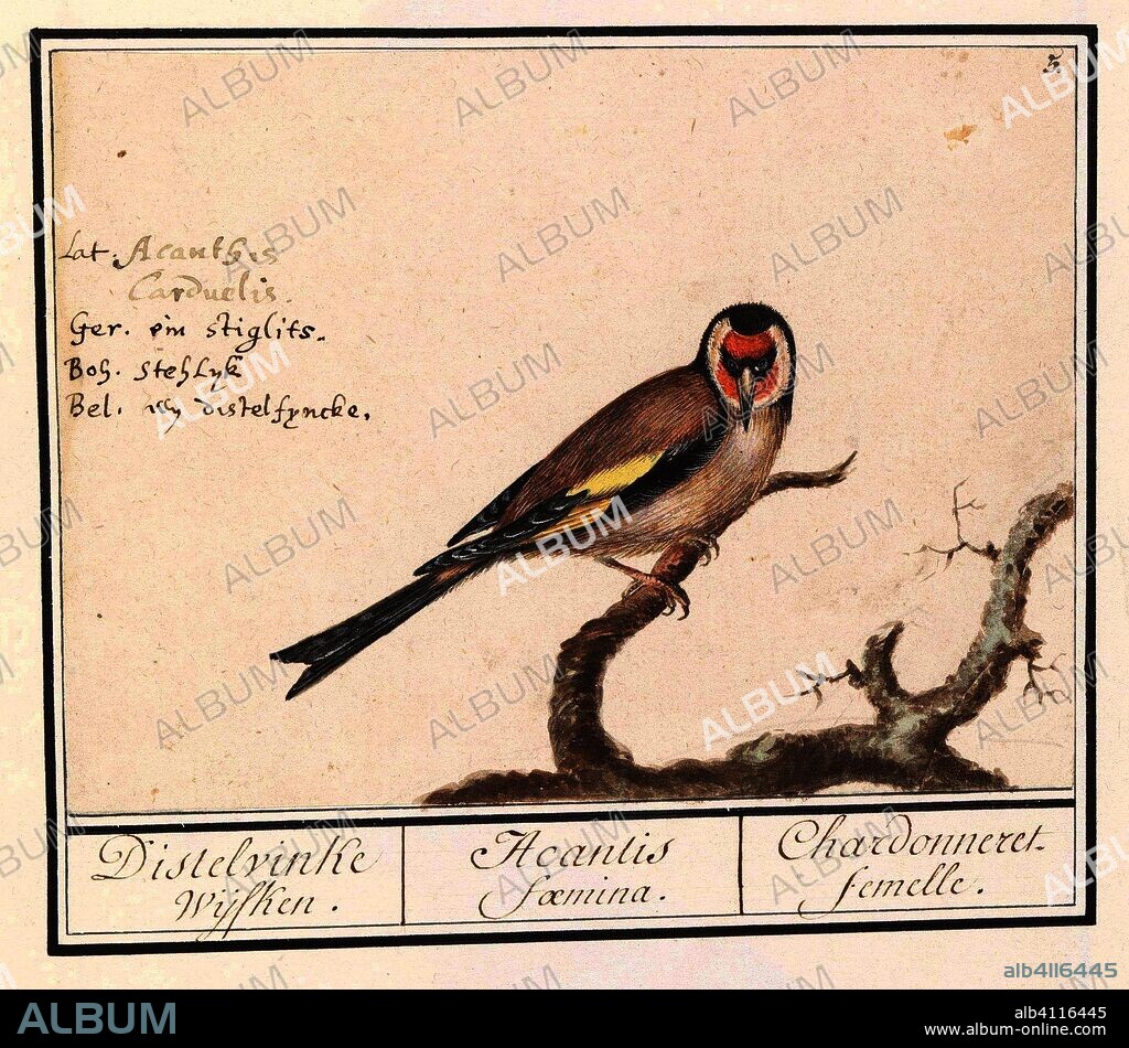 ANSELMUS BOËTIUS DE BOODT. Putter of distelvink (Carduelis carduelis). Distelvinke Wijfken. / Acanthis faemina / Chardonneret. femelle. (title on object). Draughtsman: Anselmus Boëtius de Boodt. Draughtsman: Elias Verhulst. Dating: 1596 - 1610. Place: Praag. Measurements: h 129 mm × w 175 mm.