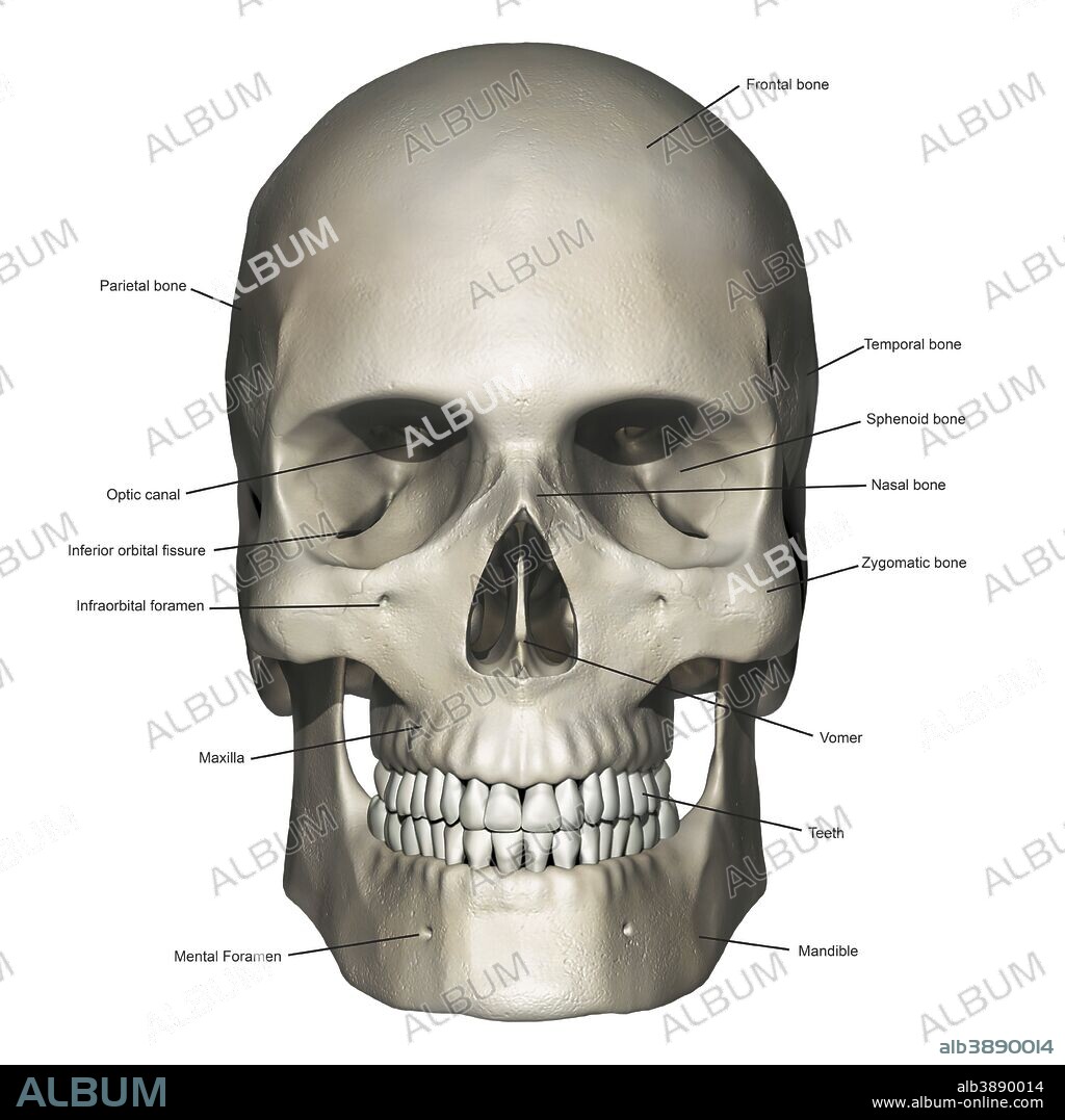 Anterior view of human skull anatomy with annotations.
