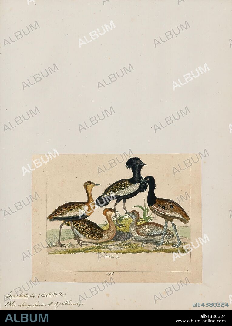 Eupodotis bengalensis, Print, The Bengal florican (Houbaropsis bengalensis), also called Bengal bustard, is a bustard species native to the Indian subcontinent, Cambodia and Vietnam. It is listed as Critically Endangered on the IUCN Red List because fewer than 1, 000 individuals were estimated to be alive as of 2017. It is the only member of the genus Houbaropsis., 1820-1860.