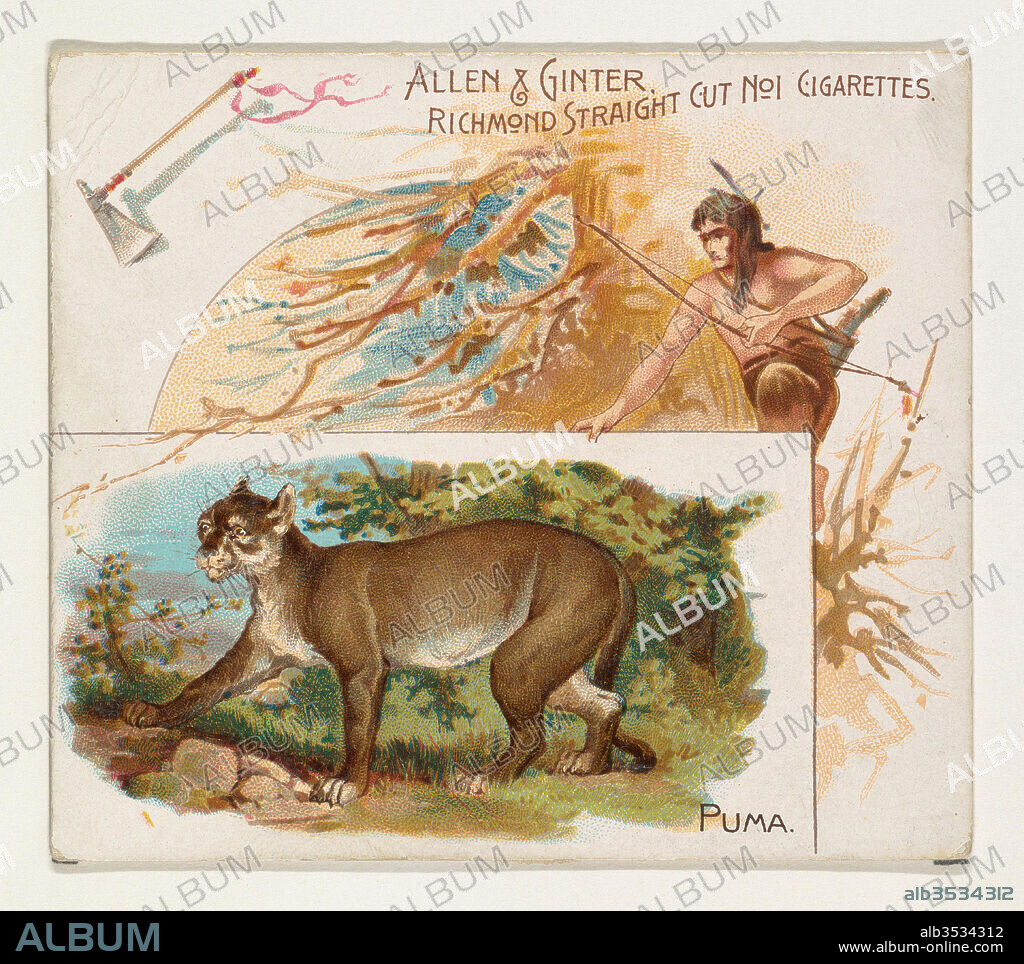 Puma, from Quadrupeds series (N41) for Allen & Ginter Cigarettes, 1890, Commercial color lithograph, Sheet: 2 7/8 x 3 1/4 in. (7.3 x 8.3 cm), Large trade cards from the 'Quadrupeds' series (N41), issued in 1890 in a set of 50 cards to promote Allen & Ginter brand cigarettes. Series N41 reproduces the cards from N21 in a larger size.