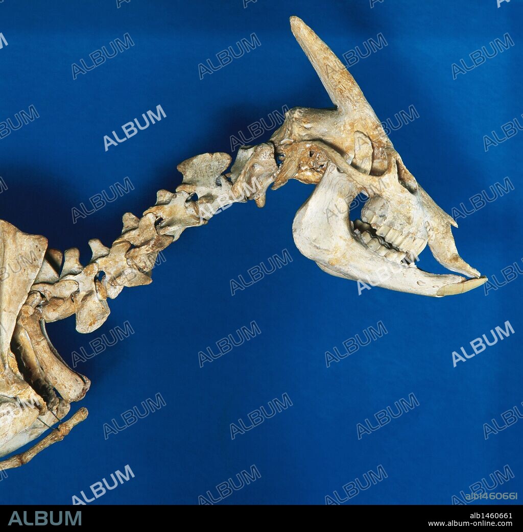 Myotragus balearicus. Small mammal like antelope feeding on bark and lichens. He lived in Majorca and Minorca until about 5000 years ago. Skeleton. Museum of Paleontology. Sabadell. Spain.