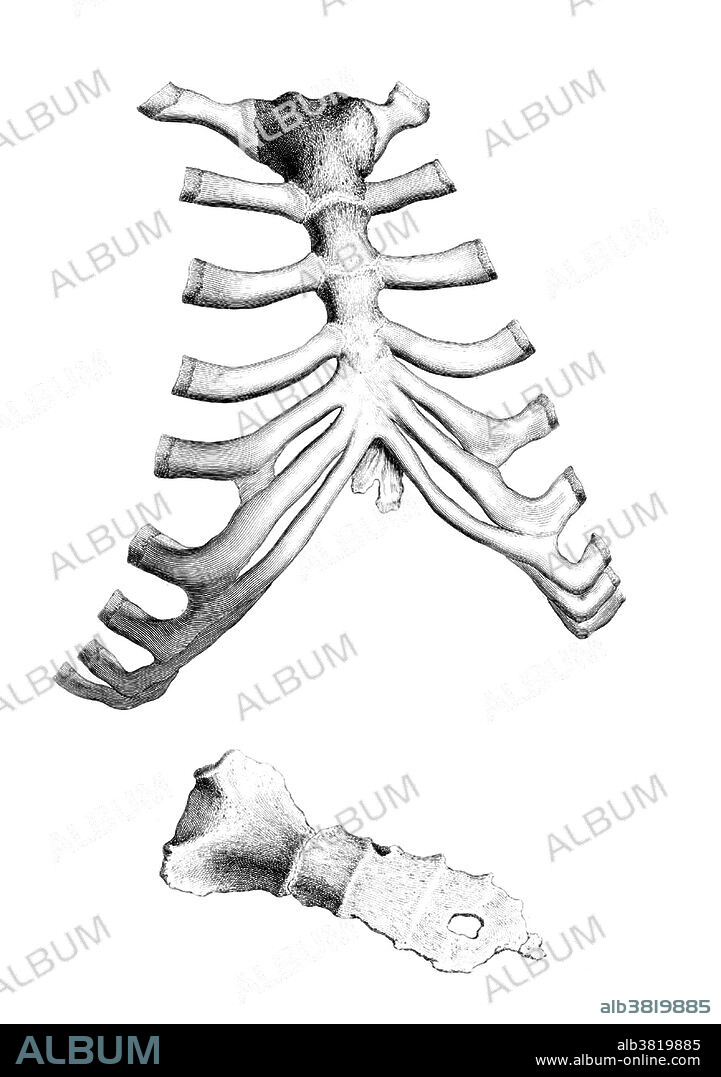 Plate 16. William Cheselden (October 19, 1688 - April 10, 1752) was an English surgeon and teacher of anatomy and surgery. He studied anatomy in London under William Cowper, and began lecturing anatomy in 1710. He was elected as a Fellow of the Royal Society in 1712 and the following year saw the publishing of his Anatomy of the Human Body, which achieved great popularity becoming an essential study source for students, lasting through thirteen editions, mainly because it was written in English instead of Latin as was customary. In 1733 he published Osteographia or the Anatomy of Bones, the first full and accurate description of the anatomy of the human skeletal system. Osteographia, with its novel vignettes and its use of a camera obscura in the production of the plates, is recognized as a landmark in the history of anatomical illustration. In 1744 he was elected to the position of Warden of the Company of Barber-Surgeons, and had a role in the separation of the surgeons from the barbers and to the creation of the independent Company of Surgeons in 1745, an organization that would become the Royal College of Surgeons of England. He died in 1752 at the age of 63.