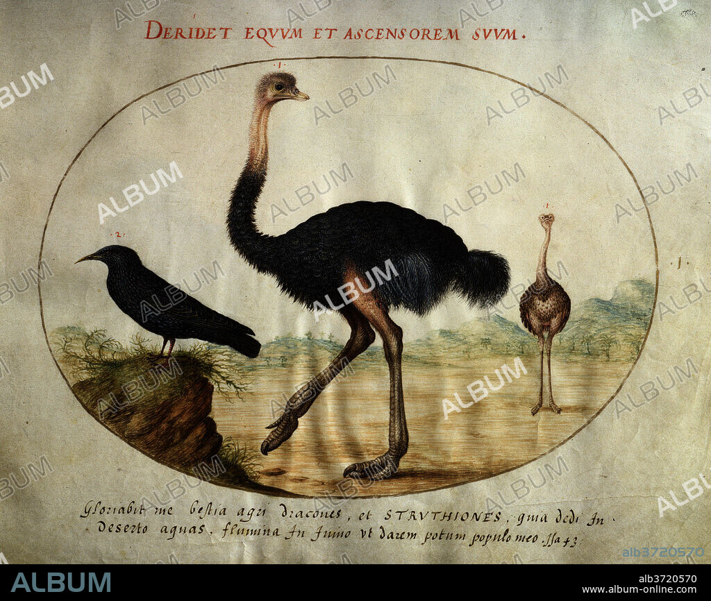 JORIS HOEFNAGEL. Animalia Volatilia et Amphibia (Aier): Plate I. Dated: c. 1575/1580. Dimensions: page size (approximate): 14.3 x 18.4 cm (5 5/8 x 7 1/4 in.). Medium: watercolor and gouache, with oval border in gold, on vellum.