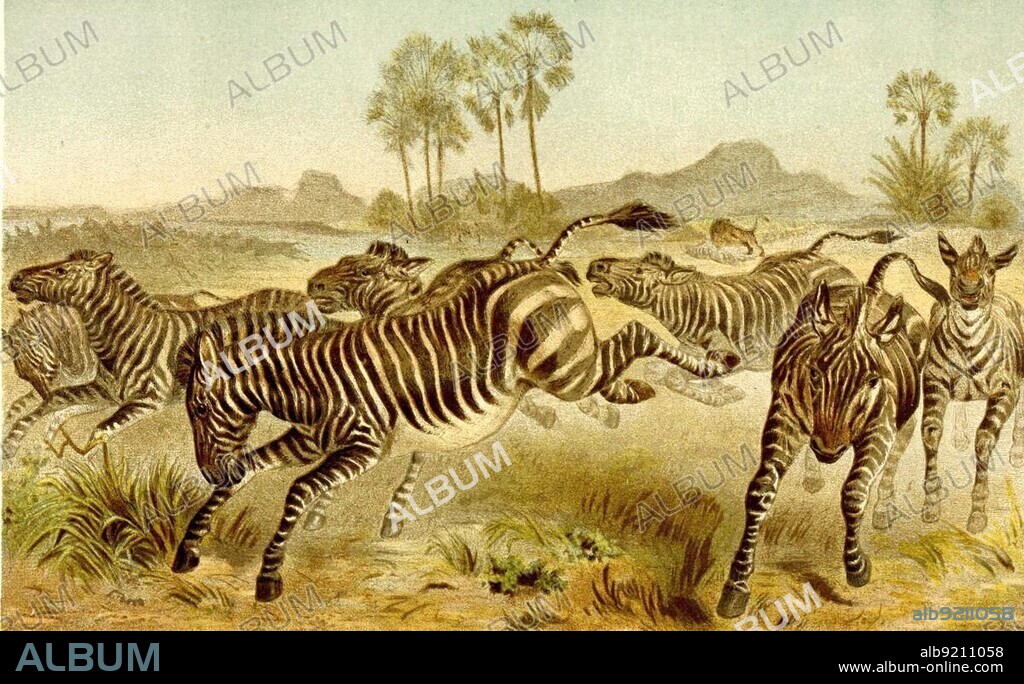 Zebra, zebra herd, plains zebra (Equus quagga) (Equus burchellii), or horse zebra is a zebra from the horse genus, plains zebra, formerly, also known as the common zebra, is the most common and geographically widespread species of zebra, Historic, digitally restored reproduction from an 18th century original