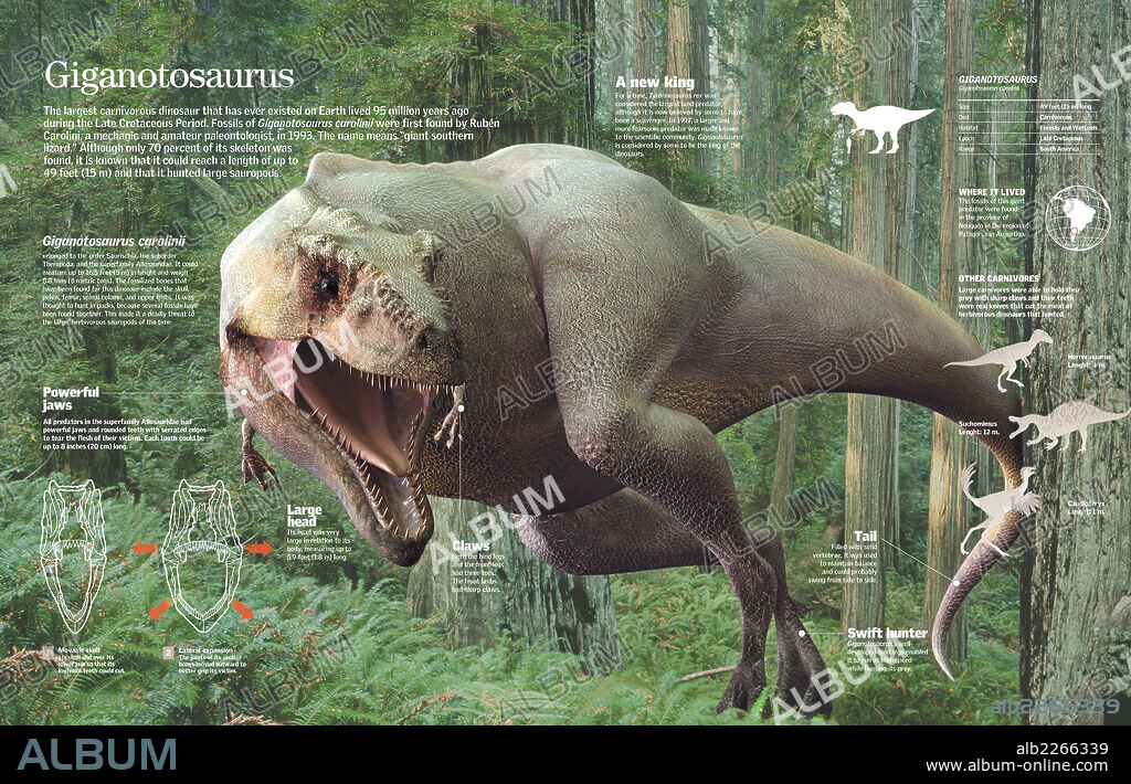 Giganotosaurus. Infographic of the characteristics and habitat of Giganotosaurus, the largest carnivorous dinosaur that lived in the late Cretaceous.