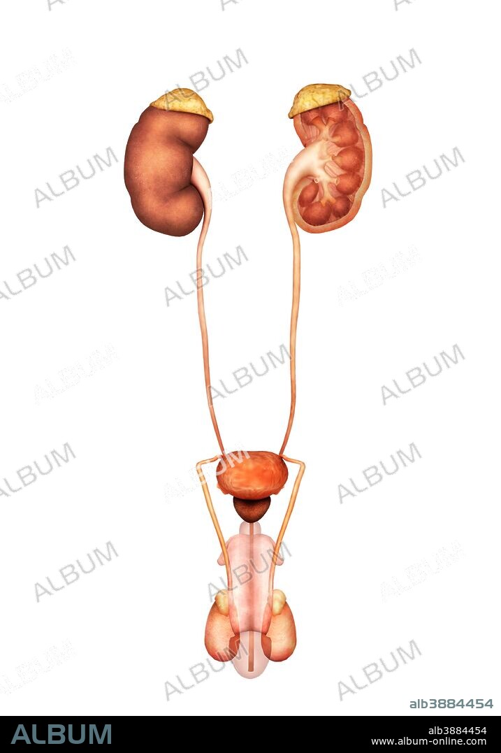 Anatomy of human male urinary system, front view.