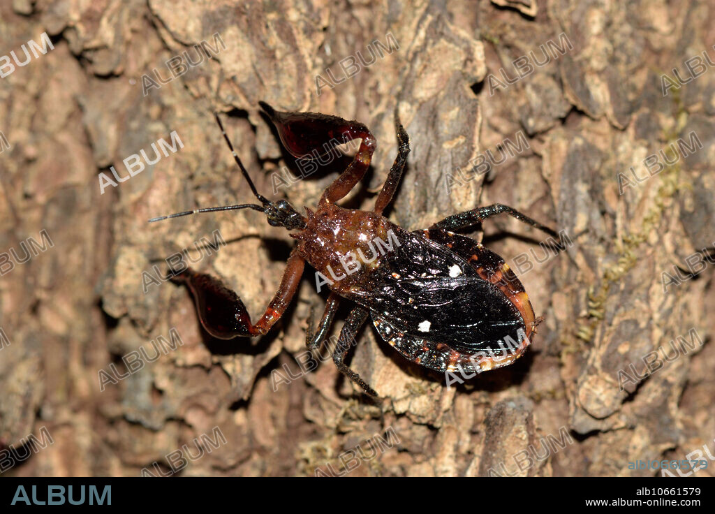 The Assassin Bug Amulius malayus collects a large drop of sticky tree resin on each of its front legs to attract and trap the small insects it preys on. Dry deciduous forest, Phnom Prich Wildlife Sanctuary, Mondulkiri, Cambodia.