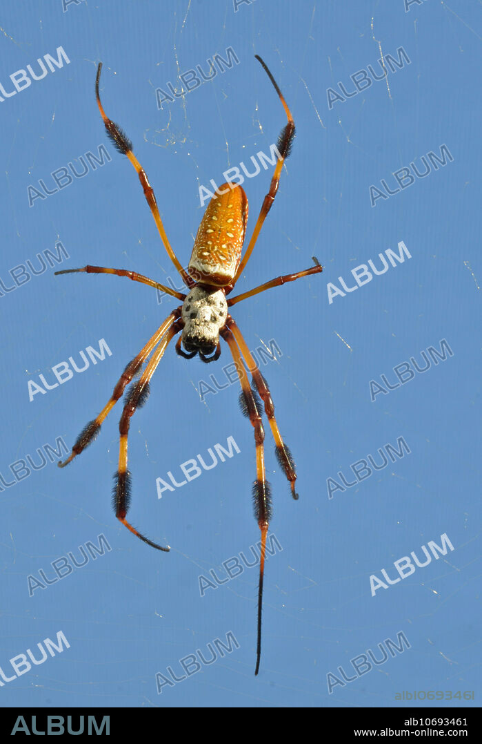 Golden Silk Spider (Nephila clavipes); adult female; Merritt Island, FL; October. This is the largest web-making spider in the US.