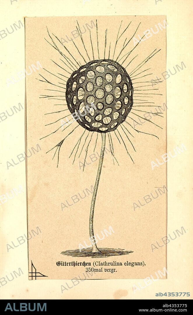 Clathrulina elegans, Print, Clathrulina elegans is a species of heliozoan eukaryotes in the order Desmothoracida, which are a group of organisms usually sessile and found in freshwater environments.