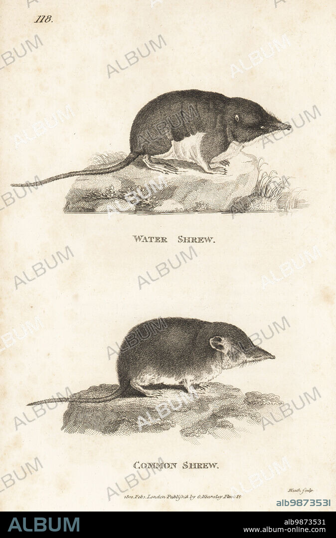 Eurasian water shrew, Neomys fodiens, and common shrew, Sorex araneus. Sorex fodiens. After illustrations by Jacques de Seve for the Comte de Buffon. Copperplate engraving by James Heath from George Shaws General Zoology: Mammalia, G. Kearsley, Fleet Street, London, 1800.