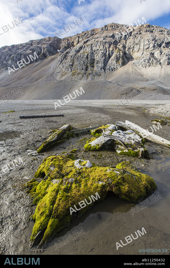 Whale remains in Gashamna (Goose Bay), Hornsund, Spitsbergen Island, Svalbard Archipelago, Norway, Scandinavia, Europe.