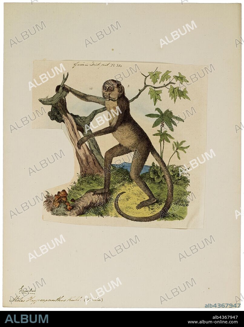 Ateles hypoxanthus, Print, Spider monkey, Spider monkeys are New World monkeys belonging to the genus Ateles, part of the subfamily Atelinae, family Atelidae. Like other atelines, they are found in tropical forests of Central and South America, from southern Mexico to Brazil. The genus contains seven species, all of which are under threat; the black-headed spider monkey and brown spider monkey are critically endangered., 1833-1839.