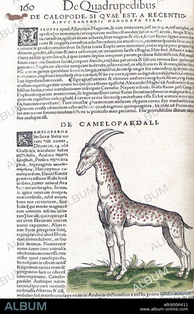 Illustration of a Giraffe, from 'medici Tigurini Historiae animalium' Historia animalium 1564; a veterinary anatomical book, by Conradi Gesneri 1516-1603.