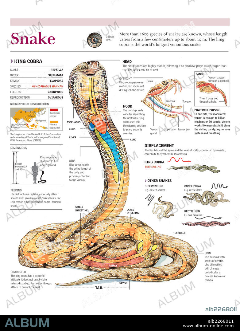 SERPIENTE. Infografía de la distribución, la anatomía y el veneno de la cobra real y del desplazamiento de varios tipos de serpiente.