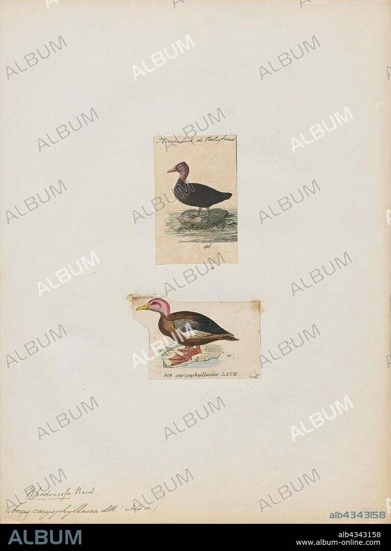 Anas caryophyllacea, Print, The pink-headed duck (Rhodonessa caryophyllacea) was (or is) a large diving duck that was once found in parts of the Gangetic plains of India, Bangladesh and in the riverine swamps of Myanmar but feared extinct since the 1950s. Numerous searches have failed to provide any proof of continued existence. It has been suggested that it may exist in the inaccessible swamp regions of northern Myanmar and some sight reports from that region have led to its status being declared as "Critically Endangered" rather than extinct. The genus placement has been disputed and while some have suggested that it is close to the red-crested pochard (Netta rufina), others have placed it in a separate genus of its own. It is unique in the pink colouration of the head combined with a dark body. A prominent wing patch and the long slender neck are features shared with the common Indian spot-billed duck. The eggs have also been held as particularly peculiar in being nearly spherical., 1700-1880.