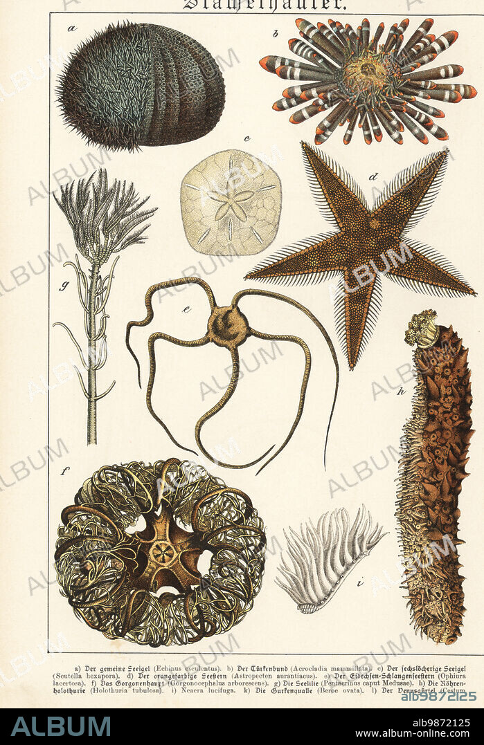 Sea urchin, Echinus esculentus a, red pencil urchin, Heterocentrotus mamillatus b, six-holed keyhole urchin, Leodia sexiesperforata c, red comb star, Astropecten aranciacus d, serpent star, Ophiura ophiura e, basket star, Astrospartus mediterraneus f, tubular sea cucumber, Holothuria tubulosa h, etc. Chromolithograph from Gotthilf Heinrich von Schubert's Natural History of Animal Kingdoms for School and Home (Naturgeschichte des Tierreichs fur Schule und Haus), Schreiber, Munich, 1886.