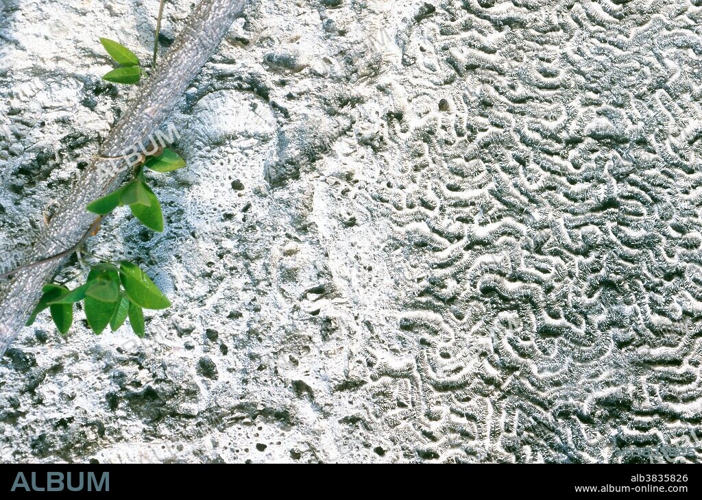 Coral fossil in limestone. Florida.