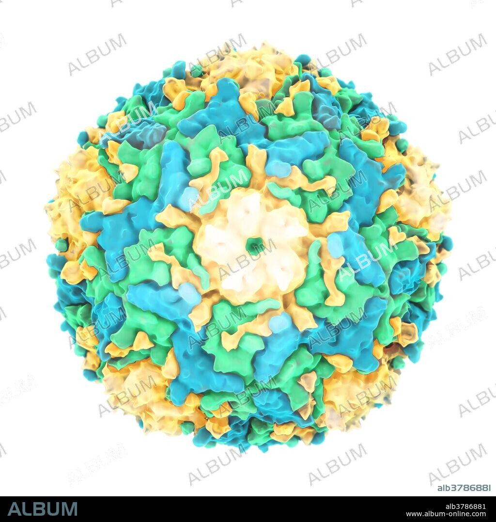 A molecular model of enterovirus 71 (EV71), a virus involved in epidemics of severe neurological diseases in children, and can cause polio-like syndrome permanent paralysis. Infection may result in diarrhea, rashes, and foot and mouth disease (HFMD). However it also has the potential to cause long term neurological and psychiatric disorders in children, and in some cases death. EV71 has undergone rapid evolutionary changes, contributing to its survival, ease of transmission, and evasion of a host's immune system.