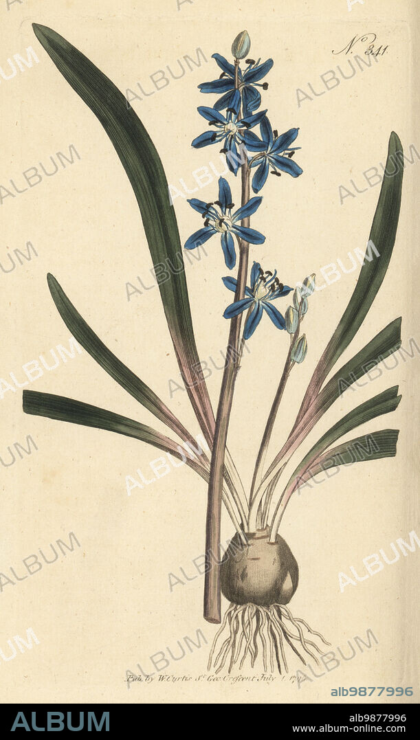 Star hyacinth, Scilla amoena. Starry hyacinth or Byzantine squill, Scilla amaena. Native of the Levant, introduced by Edward la Zouche, Lord Zouche, in 1600. Handcoloured copperplate engraving after a botanical illustration from William Curtis's Botanical Magazine, Stephen Couchman, London, 1796.