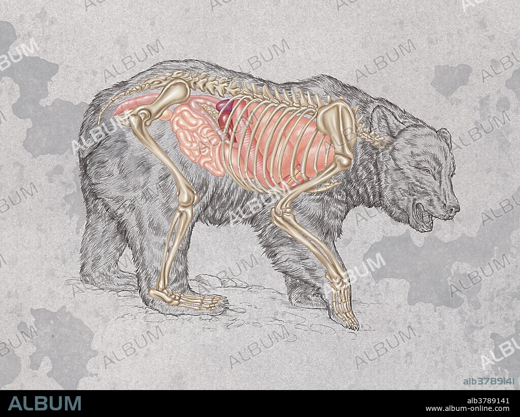 Right view of the brown bear (Ursus arctos) showing the skeletal structure and internal organs, including the lung, heart, liver, stomach, intestines, pancreas, kidney, colon and bladder.