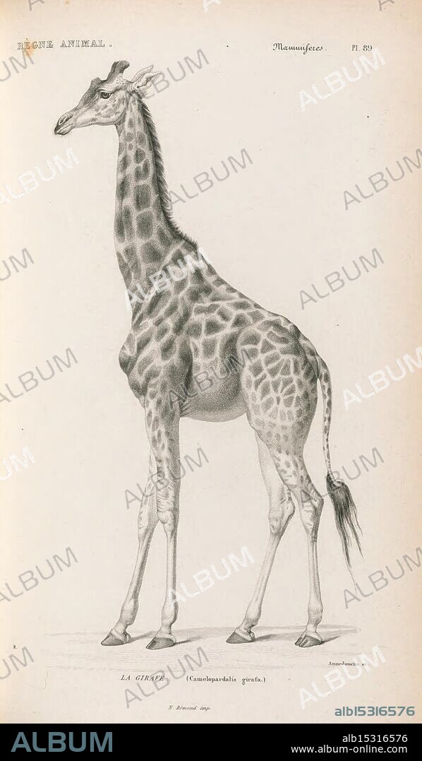 Le règne animal distribué d'après son organisation Paris, 1836-1849 anatomy, comparative, animals, classification, identification, nomenclature, zoology, museum of comparative zoology, Giraffa, Giraffa camelopardalis, A meticulously illustrated depiction of a giraffe, showcasing its distinctive long neck and unique coat pattern of irregular patches. The animal stands elegantly with its legs gracefully positioned, emphasizing the slender yet powerful form. Text accompanying the illustration identifies the species as 'Camelopardalis giraffa,' and hints at its habitat and significance. The detailed features capture the giraffe's gentle demeanor, with large, expressive eyes and delicate features, making this a notable representation of this majestic creature.
