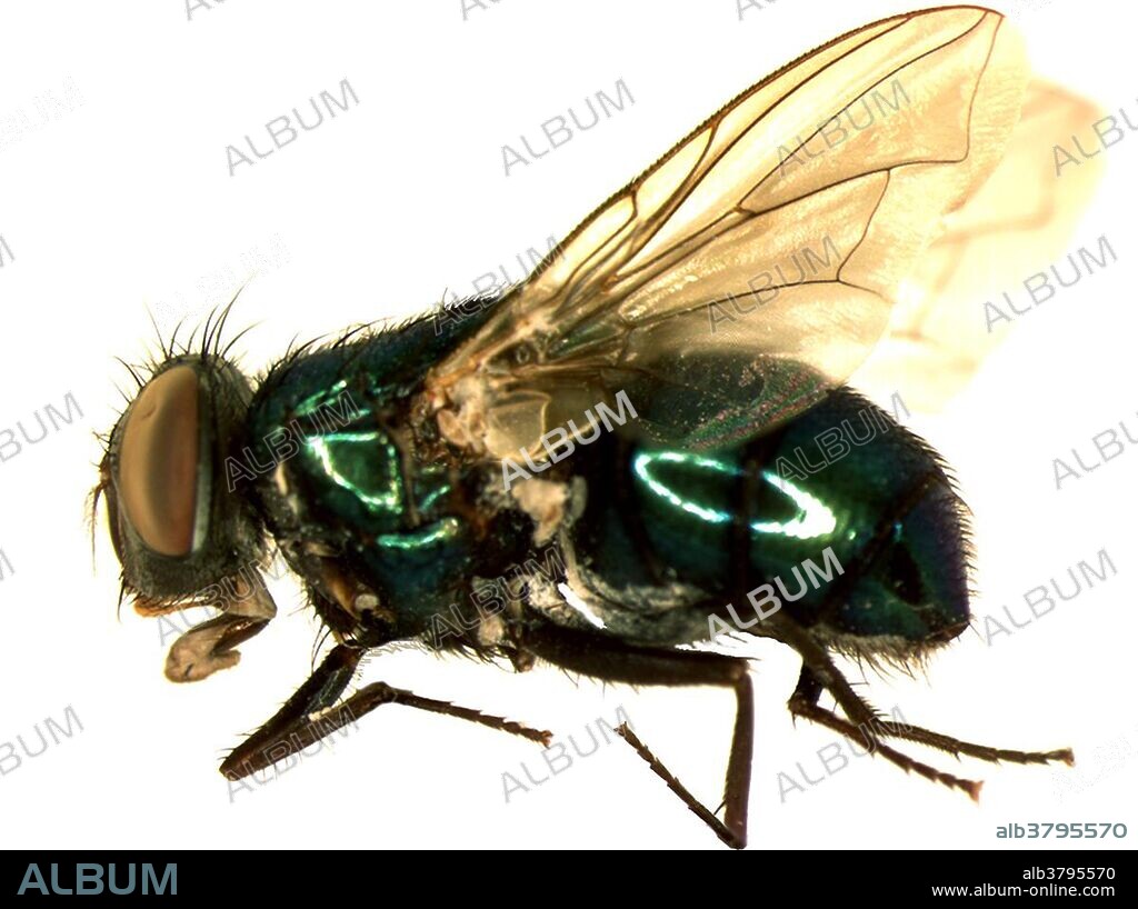 The common green bottle fly (Lucilia sericata) is a common blow-fly found in most areas of the world, and the most well-known of the numerous green bottle fly species. L. sericata is an important species to forensic entomologists. Like most Calliphorids, the insect has been heavily studied and its life cycle and habits are well documented. Due to this, the stage of the insect's development on a corpse is used to calculate a minimum period of colonization, so that it can used to aid in determining the time of death of the victim. The presence or absence of L. sericata can show a lot about the conditions of the corpse. If the insects seem to be on the path of their normal development, it is likely that the corpse has been undisturbed. If however, the insect shows signs of a disturbed life cycle, or if it is absent from a decaying body, this can show signs of post-mortem tampering with the body. Because L. sericata is one of the first insects to colonize a corpse, it is preferred over many other species in determining an approximate time of colonization. Developmental progress is determined with relative accuracy by measuring the length and weight of larval life cycles.