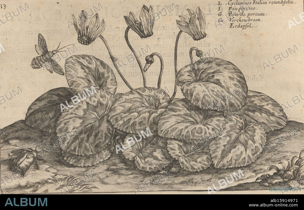 Cyclamen, Cyclaminos Italica rotundifolia / Pan porcino / Pain de porceau / Verckensbroot / Erdapfel (title on object), Autumn flower garden (series title), Autumnus horti floridi (series title), Flower garden (series title), Hortus floridus (series title) ), Print is part of a book., print maker: Crispijn van de Passe (II), printer: Crispijn van de Passe (II), publisher: Johannes Janssonius, print maker: Utrecht, printer: Utrecht, publisher: Arnhem, 1617, paper, engraving, height 136 mm × width 207 mm, print.