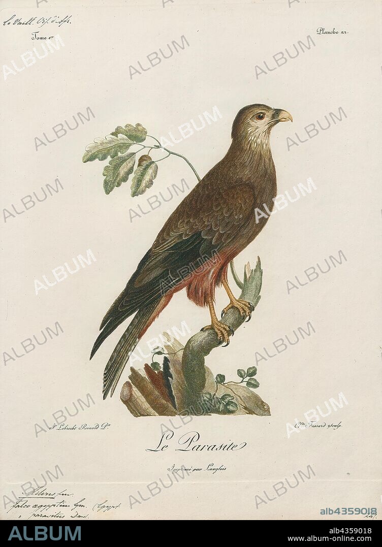 Milvus aegyptius, Print, The yellow-billed kite (Milvus aegyptius) is the Afrotropic counterpart of the black kite (Milvus migrans), of which it is most often considered a subspecies. However, recent DNA studies suggest that the yellow-billed kite differs significantly from black kites in the Eurasian clade, and should be considered as a separate, allopatric species., 1796-1808.