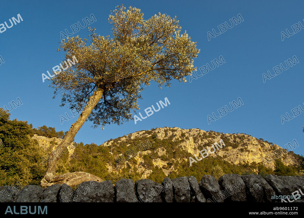 Ermita de la Trinitat, año 1648.Valldemossa.Mallorca.Islas Baleares. Spain.