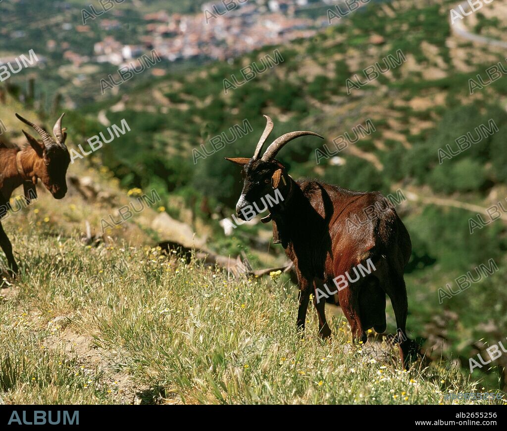 CABRA (Capra hircus). Mamífero artiodáctilo rumiante doméstico de la familia de los bóvidos, subfamilia de los caprinos. Ejemplar en el VALLE DEL JERTE. Provincia de Cáceres. Extremadura. España.