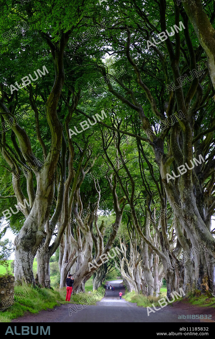 The Dark Hedges, an avenue of beech trees, Game of Thrones location, County Antrim, Ulster, Northern Ireland, United Kingdom, Europe.