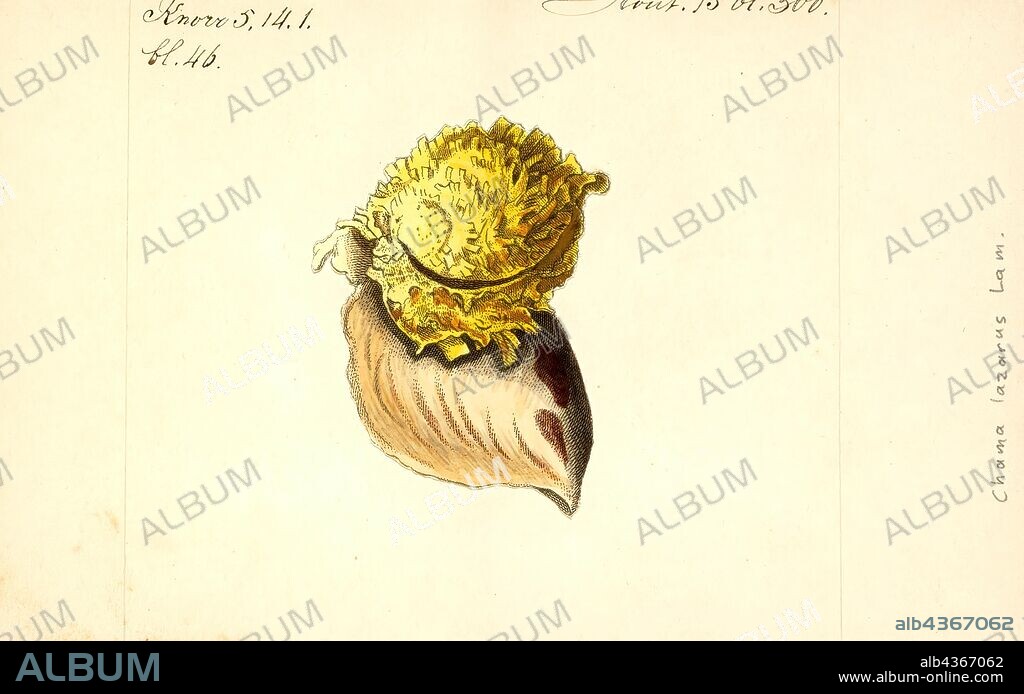 Chama lazarus, Print, Chama lazarus, common name the Lazarus jewel box, is a species of cemented saltwater clam, a marine bivalve mollusc in the family Chamidae, the jewel boxes.
