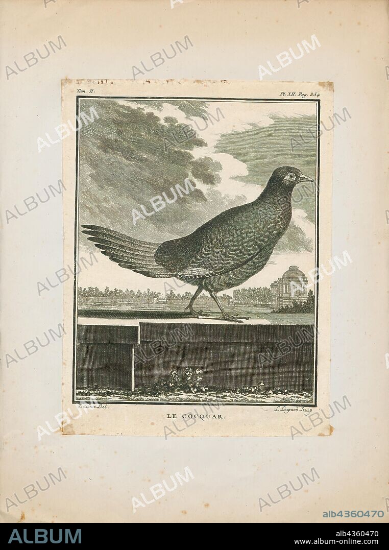 Phasianus colchicus hybridus, Print, The "typical" pheasant genus Phasianus in the family Phasianidae consists of at least one species. The genus name comes from Latin phasianinus "pheasant-like" (from phasianus, "pheasant"). Both Phasianus and "pheasant" originally come from the Greek word phasianos, meaning "(bird) of the Phasis".Phasis is the ancient name of the main river of western Georgia, currently called the Rioni., 1700-1880.