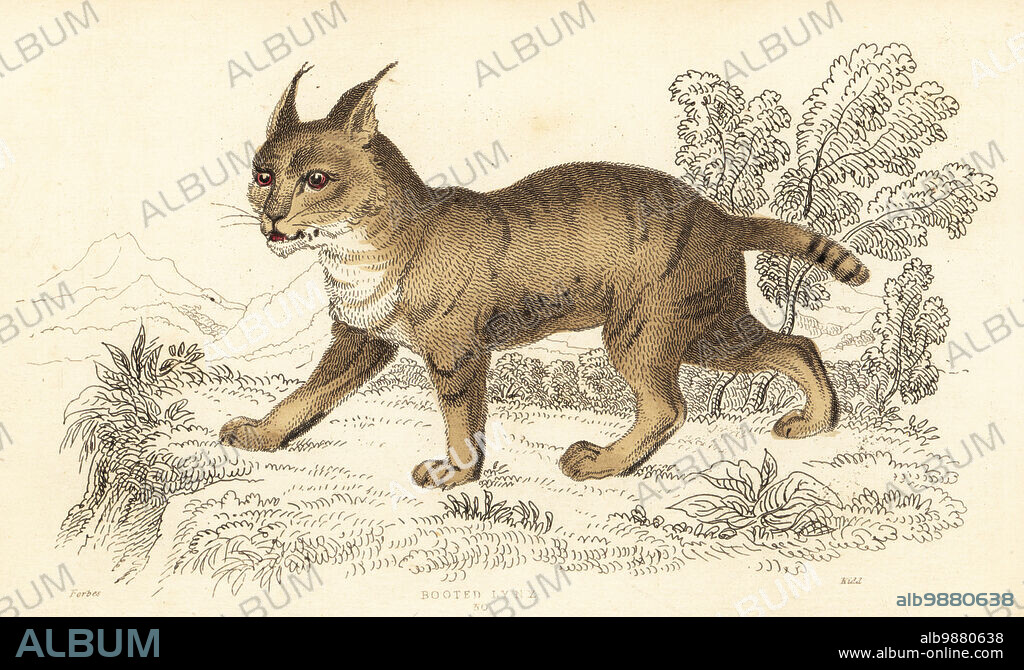 Jungle cat, reed cat or swamp cat, Felis chaus (Booted lynx, Felis chaus). Handcoloured steel engraving by Joseph Kidd after an illustration by Alexander Forbes from William Rhinds The Miscellany of Natural History: Feline Species, edited by Sir Thomas Dick Lauder, Fraser & Co., Edinburgh, Scotland, 1834.