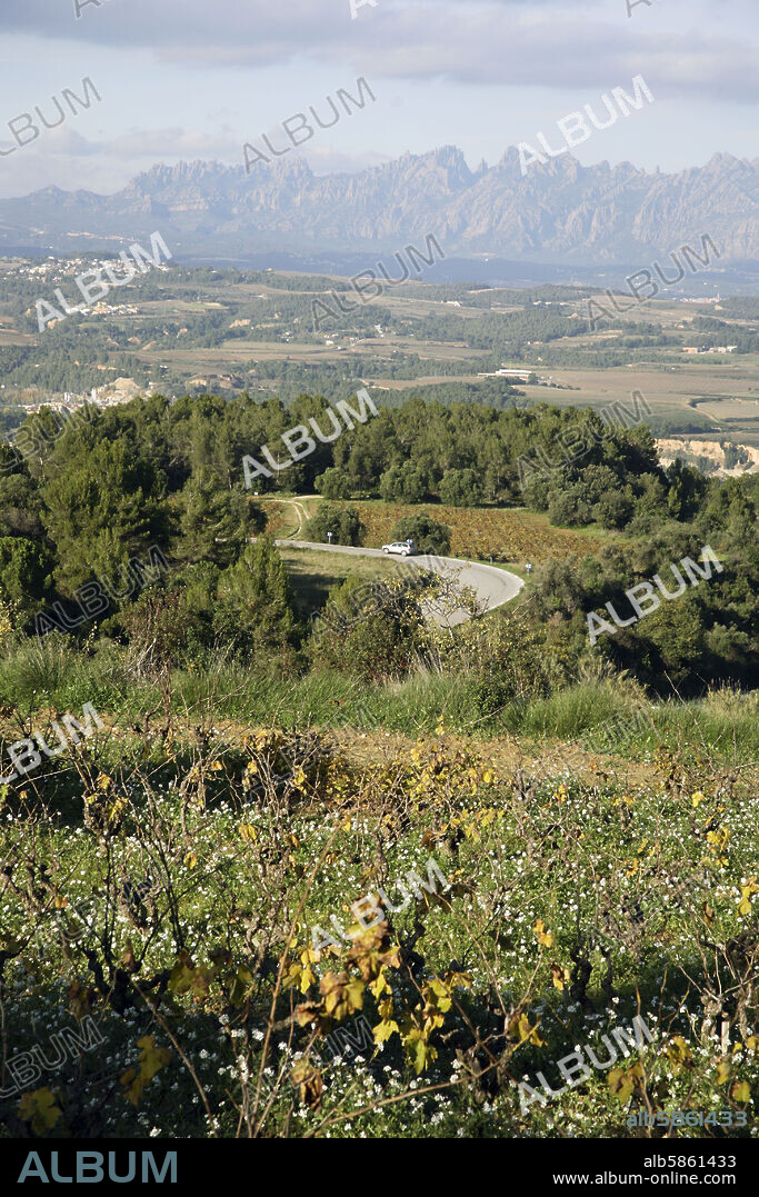 Subirats; vista de la comarca del Penedés; viñedos y al fondo: Montserrat.
