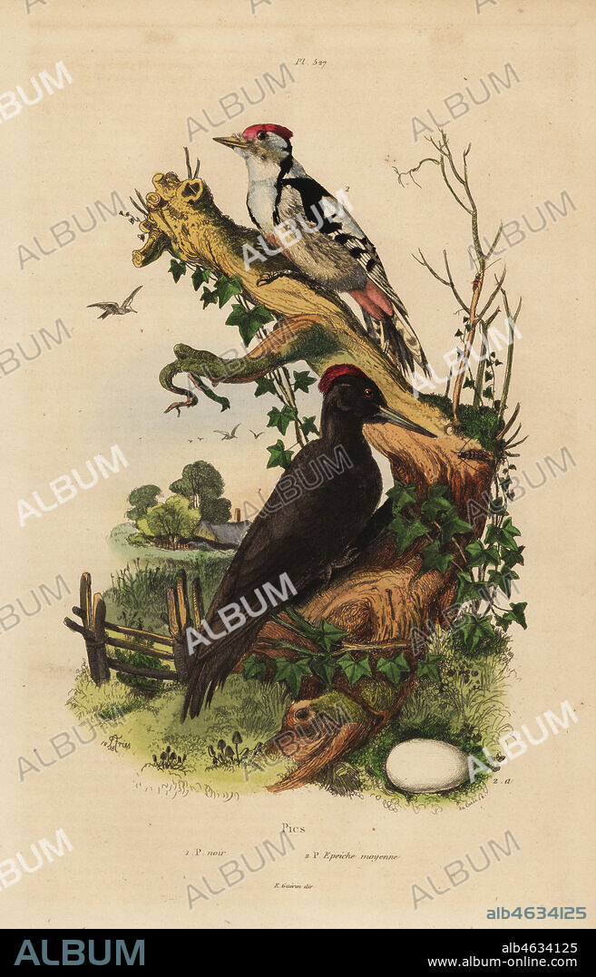 Black woodpecker, Dryocopus martius, and great spotted woodpecker, Dendrocopos major. Pic noir et Pic epeiche moyenne. Handcoloured steel engraving by du Casse after an illustration by Adolph Fries from Felix-Edouard Guerin-Meneville's Dictionnaire Pittoresque d'Histoire Naturelle (Picturesque Dictionary of Natural History), Paris, 1834-39.
