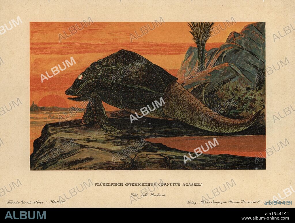Pterichthyodes, extinct genus of placoderm fishes from the Devonian period. Colour printed (chromolithograph) illustration by F. John from "Tiere der Urwelt" Animals of the Prehistoric World, 1910, Hamburg. From a series of prehistoric creature cards published by the Reichardt Cocoa company.