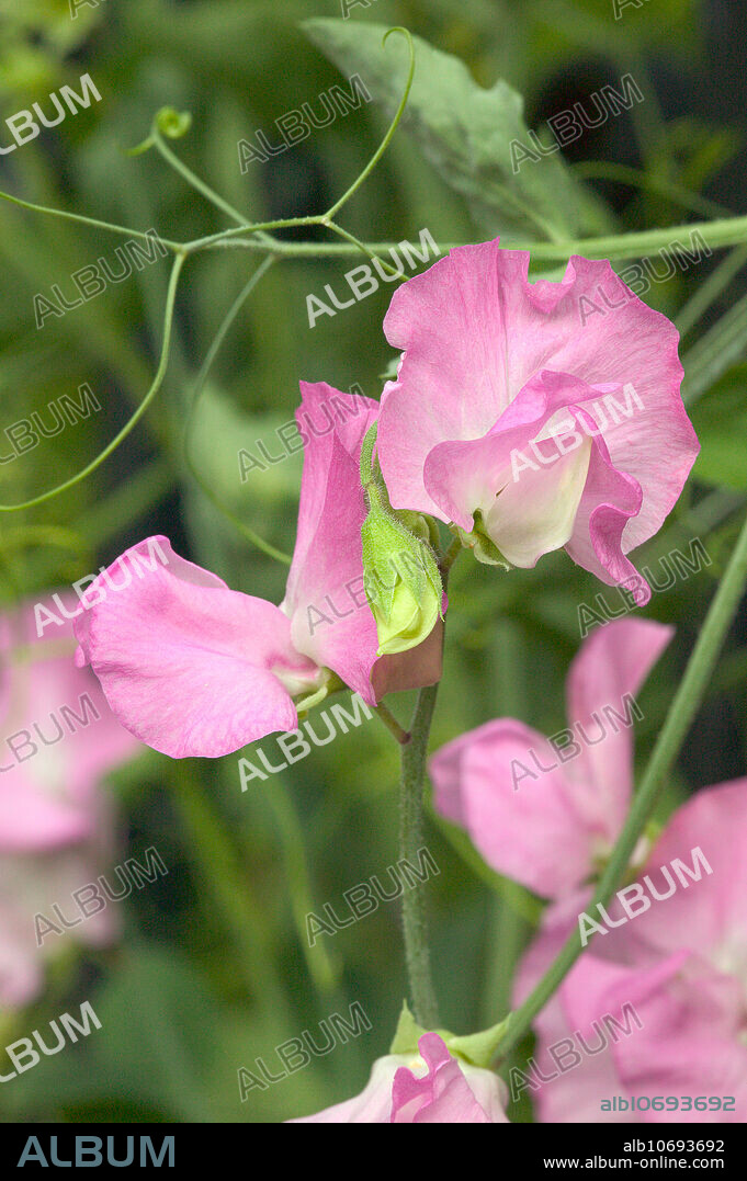 Sweet pea, known as, 'Mammoth Salmon Cream Pink.