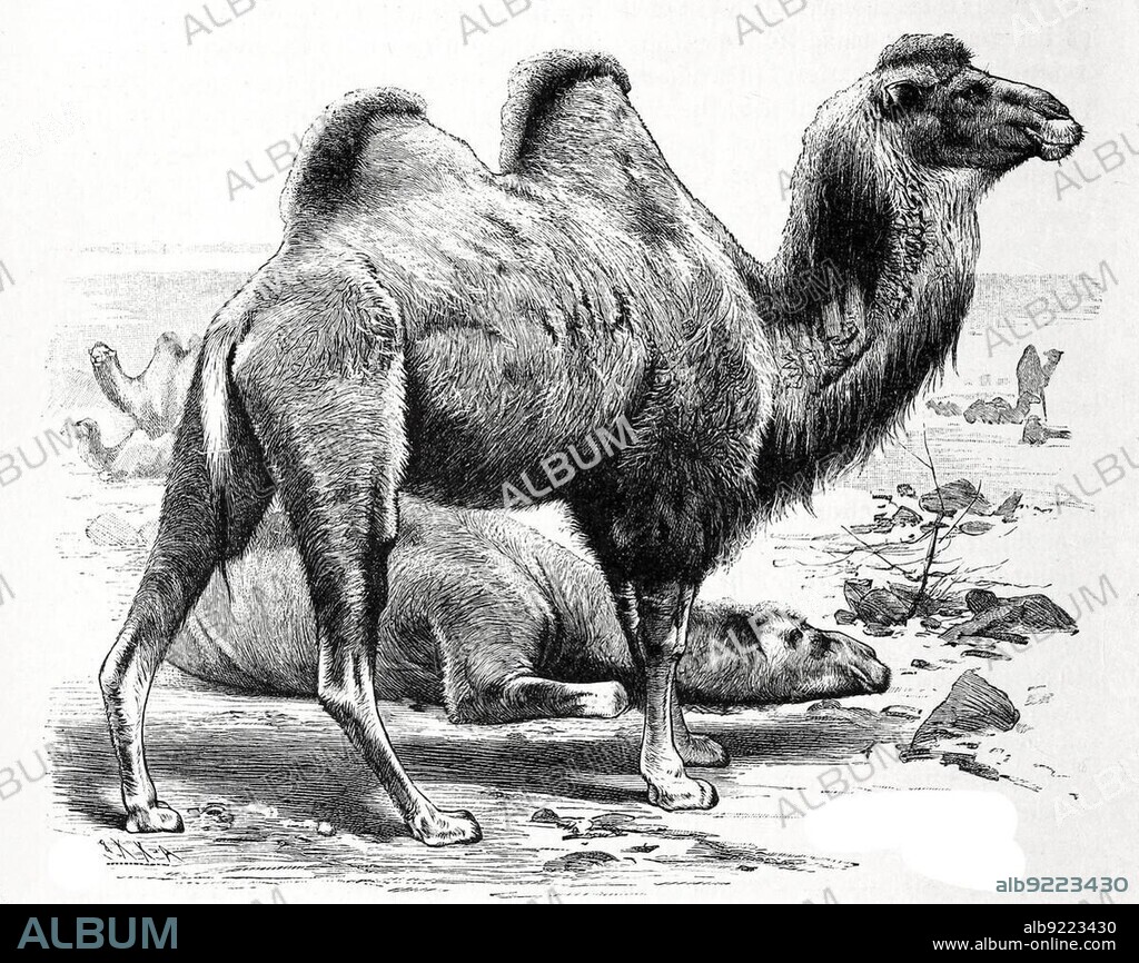 Bactrian camel (Camelus ferus) is a species of mammal in the camel family, Historic, digitally restored reproduction from an 18th century original.