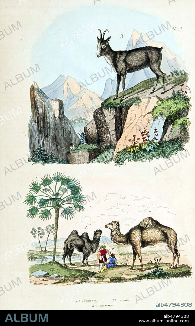 '1,2. Chameau 3. Chamois 4. Chamaerope'. Illustration tiree du Dictionnaire pittoresque d'histoire naturelle et des phenomenes de la nature par Guerin, 1833-34. Credit : Collection IM/KHARBINE-TAPABOR.