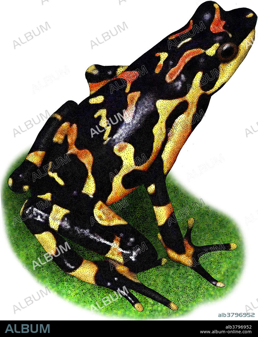 Illustration of the Costa Rican Variable Harlequin Toad (Atelopus varius), also known as the clown frog. This species is critically endangered, with its population reduced to a small area of Costa Rica.