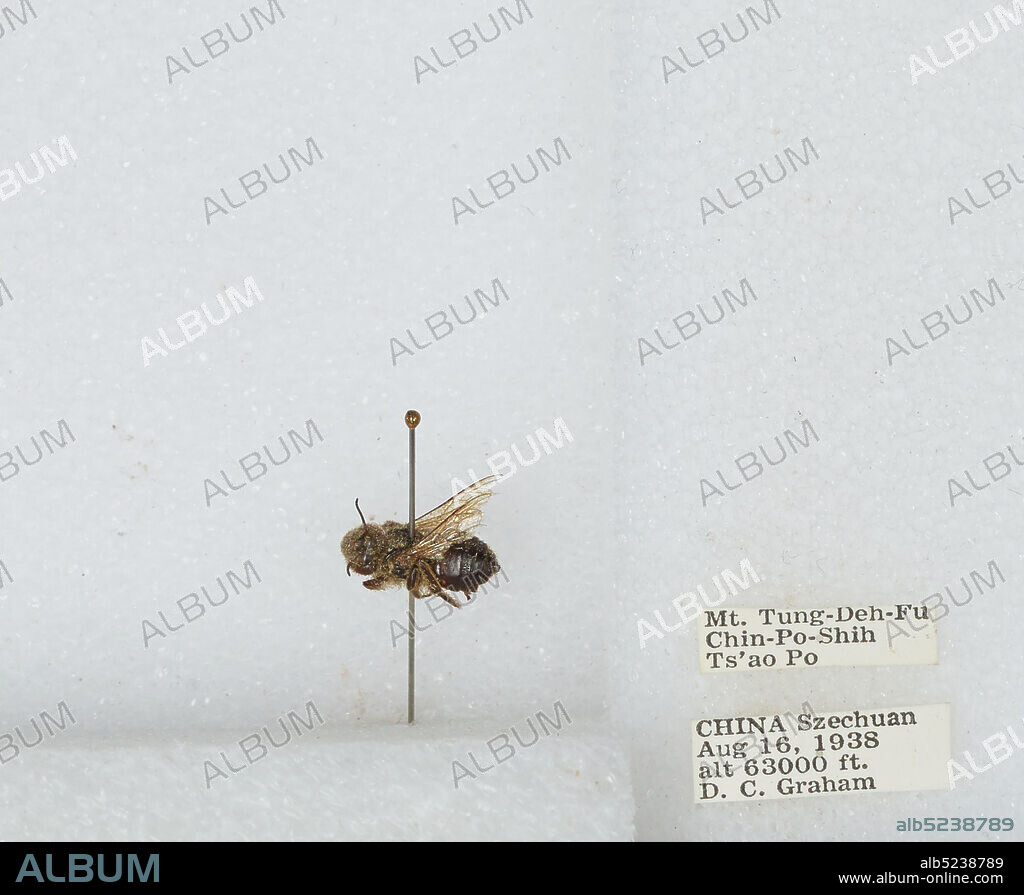 Mt. Tung-Deh-Fu Chin-Po-Shih Ts'ao Po, Sichuan, China, Bombus sp., Animalia, Arthropoda, Insecta, Hymenoptera, Apidae, Apinae.