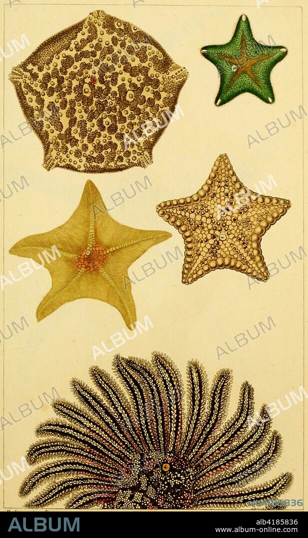 Asterias is a genus of the Asteriidae family of sea stars. It includes several of the best-known species of sea stars, including the (Atlantic) common starfish, Asterias rubens, and the northern Pacific seastar, Asterias amurensis.