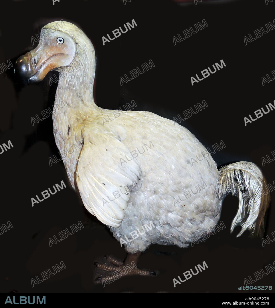 The Dodo (Raphus cucullatus) an extinct flightless bird that was endemic to the island of Mauritius, east of Madagascar in the Indian Ocean. Its closest genetic relative was the also extinct Rodrigues Solitaire, the two forming the subfamily Raphinae of the family of pigeons and doves.