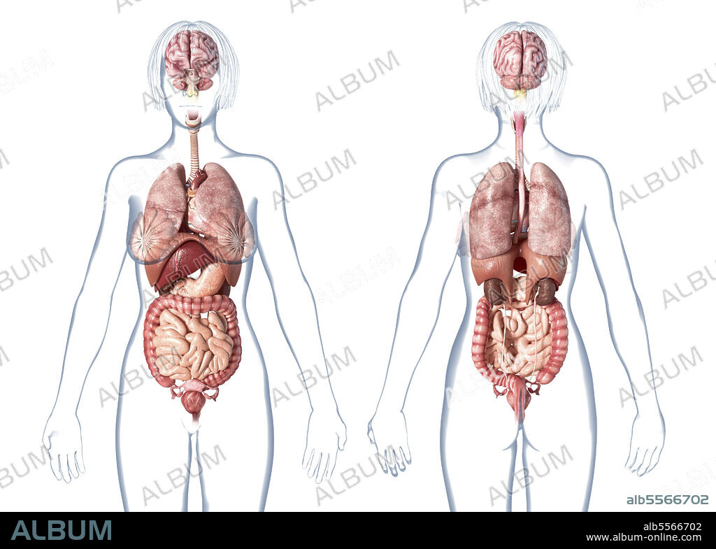Female anatomy internal organs, rear and front views, on white background.