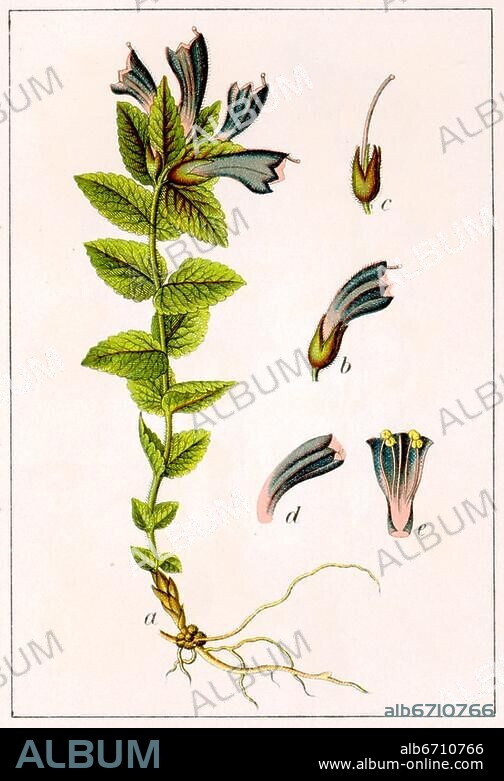 Bartsia alpina, Bartschie, Bartsia alpina (alte Namen) -- Familie Braunwurzgewächse (Scrophulariaceae), Alpenhelm, Bartsia alpina L., Bartsia alpina, L., Der Alpenhelm, Bartsia alpina, auch Braunhelm, Alpen-Trauerblume oder Bartschie genannt, einzige mitteleuropäische Vertreter der Gattung Bartsia aus der Familie der Sommerwurzgewächse, Orobanchaceae., Carl von Linné benannte die Gattung zum Gedenken an seinen Freund, den deutschen Kolonialarzt, Naturforscher Johann Bartsch, der im Alter von 28 Jahren in Suriname / Südamerika dem tropischen Klima zum Opfer fiel., Bartsia ist eine Pflanzengattung aus der Familie der Sommerwurzgewächse, Orobanchaceae. Es sind überwiegend ausdauernde, z. T. aber auch einjährige krautige Halbschmarotzer, Hemiparasiten. Deutsche Namen für die Gattung sind Alpenhelm oder Bartschie., Bartsia alpina - old Names, Family Scrophulariaceae, Bartsia alpina L., 1. Bartsia alpina, is a species of perennial flowering plant. It is known by the common name Velvetbells., Bartsia, genus of plant in family Orobanchaceae.